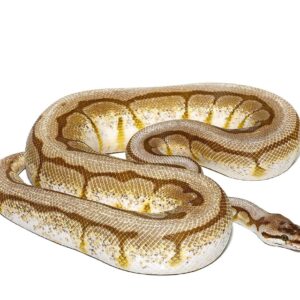 Lesser Spider AHI Ball Python For Sale