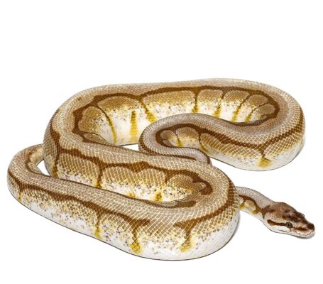 Lesser Spider AHI Ball Python