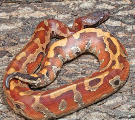 Bangka Blood Python