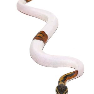 Scaleless Head Pied Ball Python For Sale