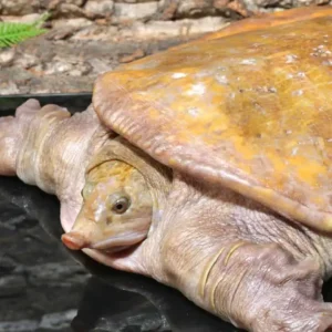 Hypo Asiatic Softshell Turtle Pair