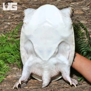 Hypo Asiatic Softshell Turtle Pair