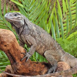 Juvenile Rhino Iguana For Sale