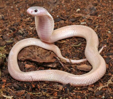 Leucistic Indonesian Spitting Cobra