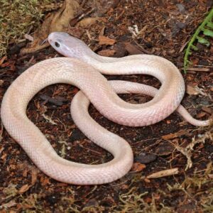 Leucistic Indonesian Spitting Cobra For Sale