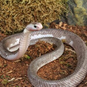 Male Pied Indonesian Spitting Cobra For Sale