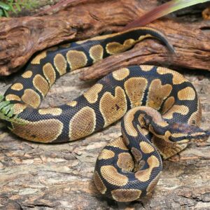 Male Pos Super Mandarin Ball Python #J40