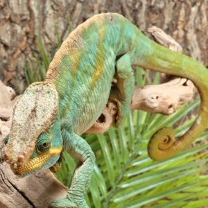 Parsons Chameleon For Sale