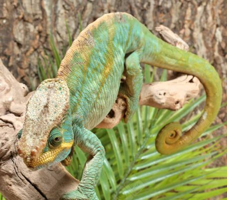 Parsons Chameleon