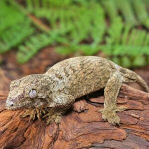 Snowflake Nu Ana Leachianus Gecko For Sale