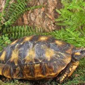 Yellowfoot Tortoise For Sale