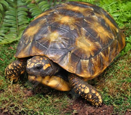 Starburst Amazon Basin Yellowfoot Tortoise