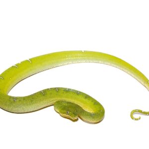 Emerald Tree Boa For Sale