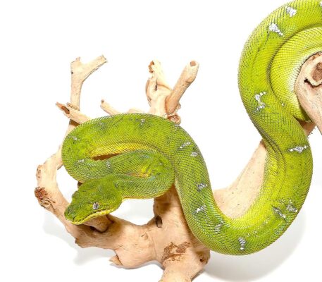 emerald tree boa

