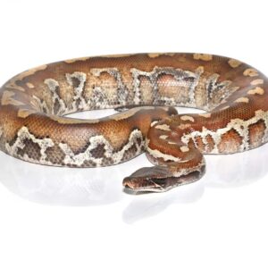 Sumatran Blood Python For Sale