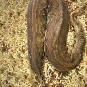 Adult Blood Python For Sale