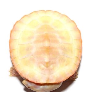 Albino Pinkbelly Side-neck Turtle For Sale