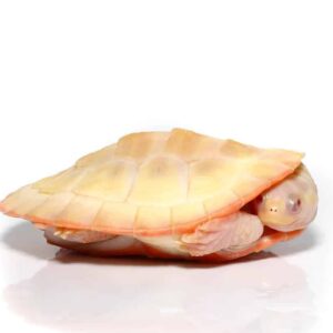 Albino Pinkbelly Side-neck Turtle For Sale