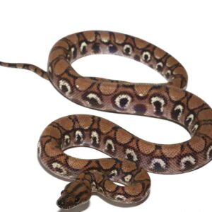 Anery Brazilian Rainbow Boa For Sale