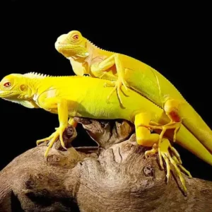 Albino Iguana For Sale