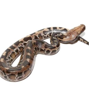 Black Blood Python For Sale