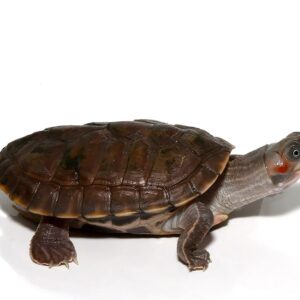 Indian Brown Roofed Turtle For Sale