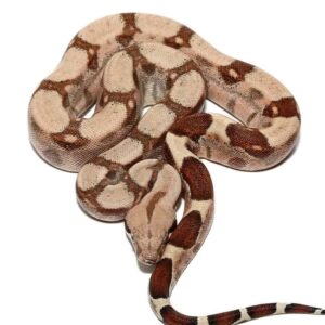 Jungle Fire Het T+ Albino Boa For Sale