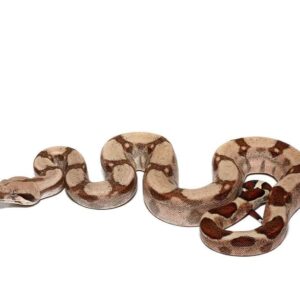 Jungle Fire Het T+ Albino Boa For Sale