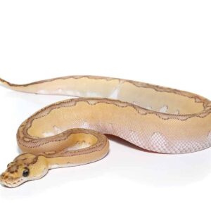 Pastel Lesser Blade Clown Ball Python For Sale