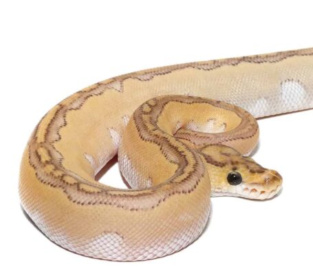 Pastel Lesser Blade Clown Ball Python