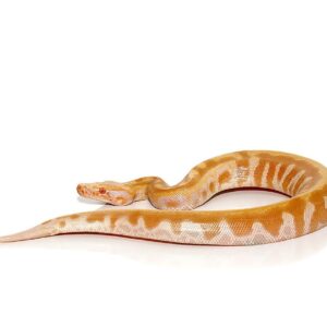 Baby T Negative Albino Blood Python