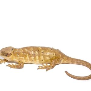 Baby Banana Phase Monkey Tail Skink For Sale