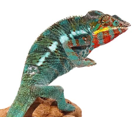 Bermanja Panther Chameleon