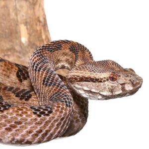 Elegant Pit Viper For Sale