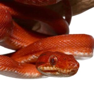 Red Calico Amazon Tree Boa For Sale