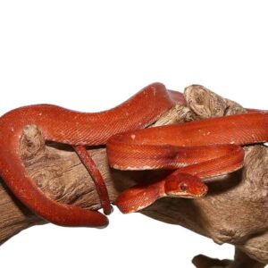 Red Calico Amazon Tree Boa For Sale