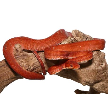 Red Calico Amazon Tree Boa