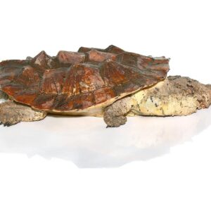 Giant Mata Mata Turtle For Sale