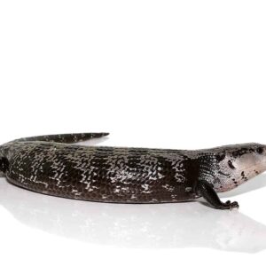 Axanthic Halmahera Blue Tongue Skink For Sale