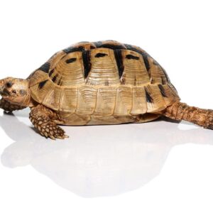 Tunisian Greek Tortoise Trio For Sale