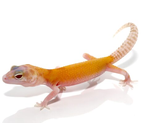 Juvenile Tangerine RADAR Leopard Gecko