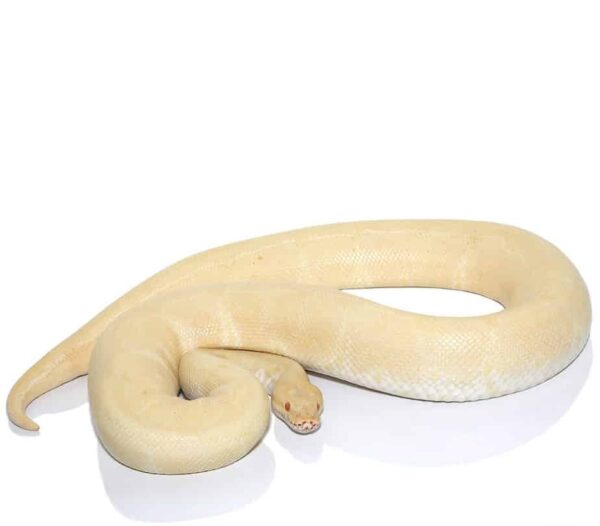 albino ball python snake​