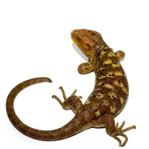 Mango Phase Monkey Tail Skink For Sale