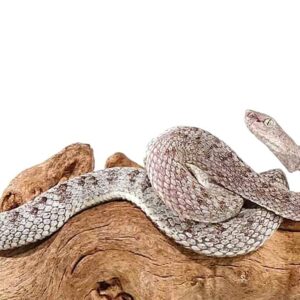 McGregor Pit Viper For Sale