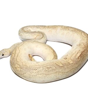 Pastel Lesser Clown Ball Python For Sale