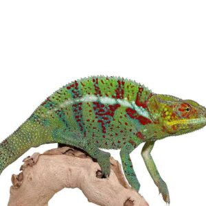 Ambanja Panther Chameleon For Sale