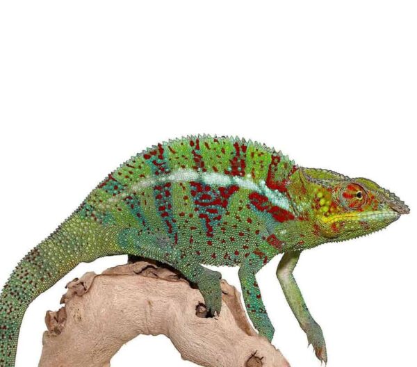 how much is a chameleon