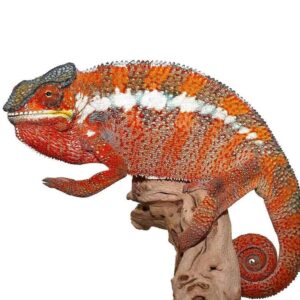 Tamatave Panther Chameleon For Sale