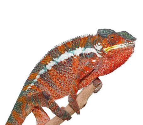 Tamatave Panther Chameleon