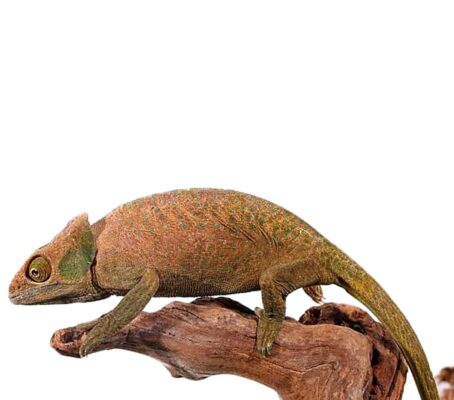 OShaughnessys Chameleon